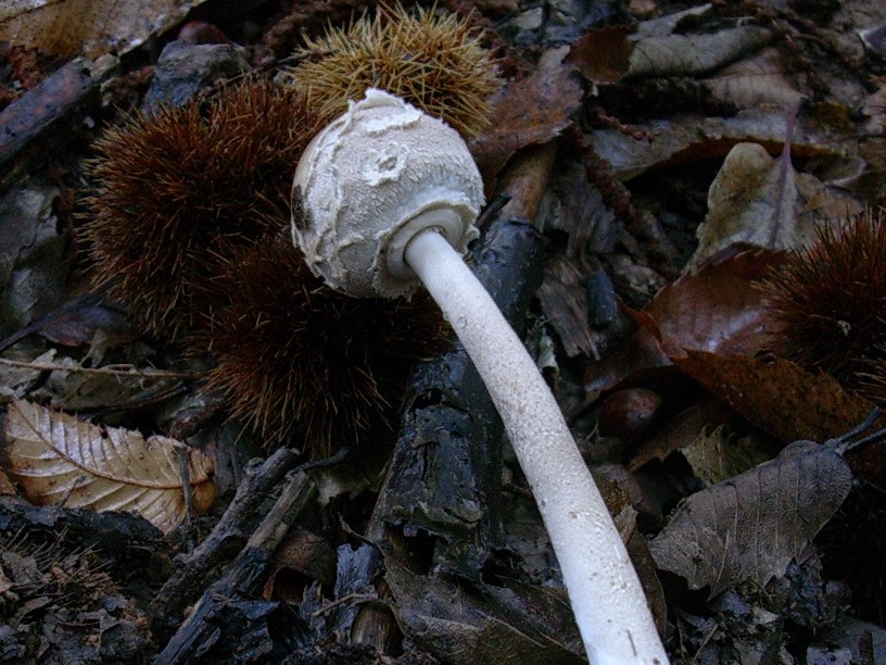 481 Ottobre vecchio ritrovamento